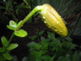 IMGP8464.JPG