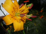 IMGP8934.JPG