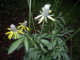 IMGP9129.JPG