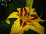 IMGP9259.JPG