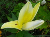 IMGP9493.JPG