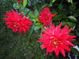 IMGP0210.JPG