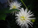 IMGP0220.JPG