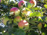 IMGP0231.JPG