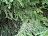 IMGP0246.JPG