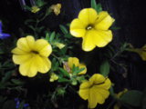 IMGP0643.JPG