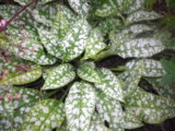 IMGP0843.JPG