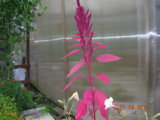 DSCN6330.JPG