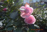 DSC_1634.JPG