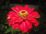IMGP1156.JPG