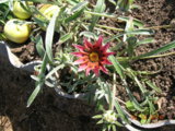 DSCN6341.JPG