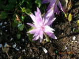 DSCN6365.JPG