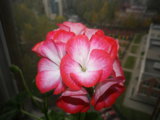 IMGP1390.JPG