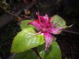 IMGP1456.JPG