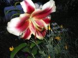 IMGP0165.jpg