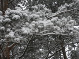 IMGP2055.JPG