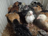 DSC04802.JPG