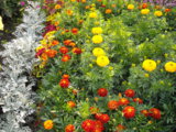 цветы 2011 138.jpg
