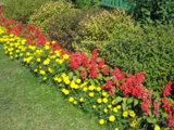 цветы2010 249.jpg