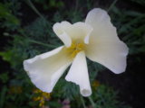 IMGP5463.jpg