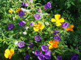IMGP5839.jpg