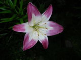 IMGP7930.jpg
