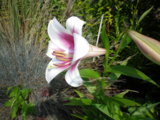 IMGP8067.jpg