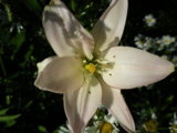 IMGP9715.jpg