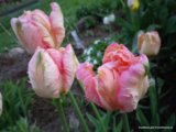 IMGP8780 попугай бел.роз.зелен..jpg