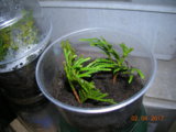 DSCN6650.JPG