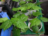 DSCN6667.JPG