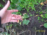 100_0705.JPG
