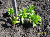 100_3073.JPG