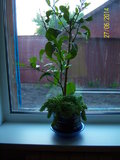 100_7330.JPG