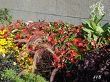 4. Коувола, прогулка по городу (9).jpg