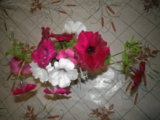IMGP2783.JPG