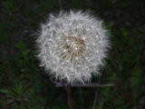IMGP3294.JPG