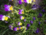 IMGP3847.JPG