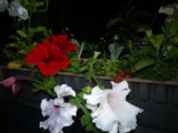 IMGP4153.JPG