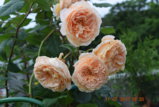 DSC_3419.JPG