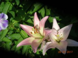 DSCN7030.JPG
