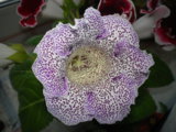 IMGP4843.JPG