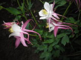 IMGP4748.JPG