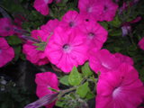 IMGP4776.JPG