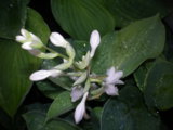 IMGP4814.JPG