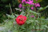 DSC_3600.JPG