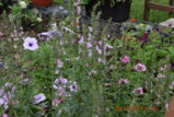 DSC_3693.JPG