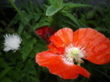 IMGP5524.JPG