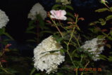DSC_3841.JPG