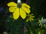 IMGP5642.JPG